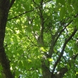 Pohled do stromu - uklid�uj�c� obr�zky