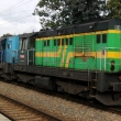 Zelen� kocour v Rokycanech 2